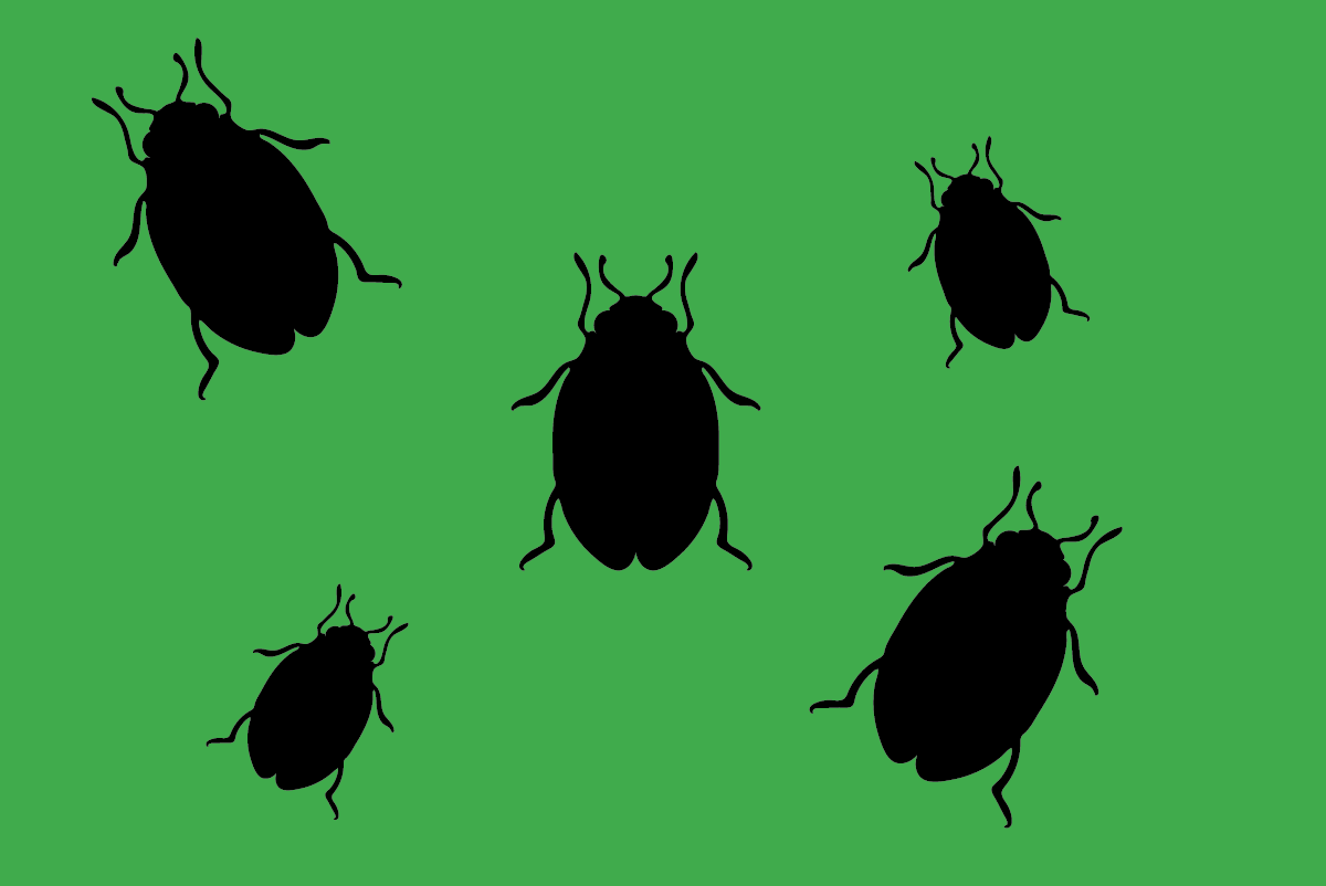 Bedbugs_hagerstown-pest-control