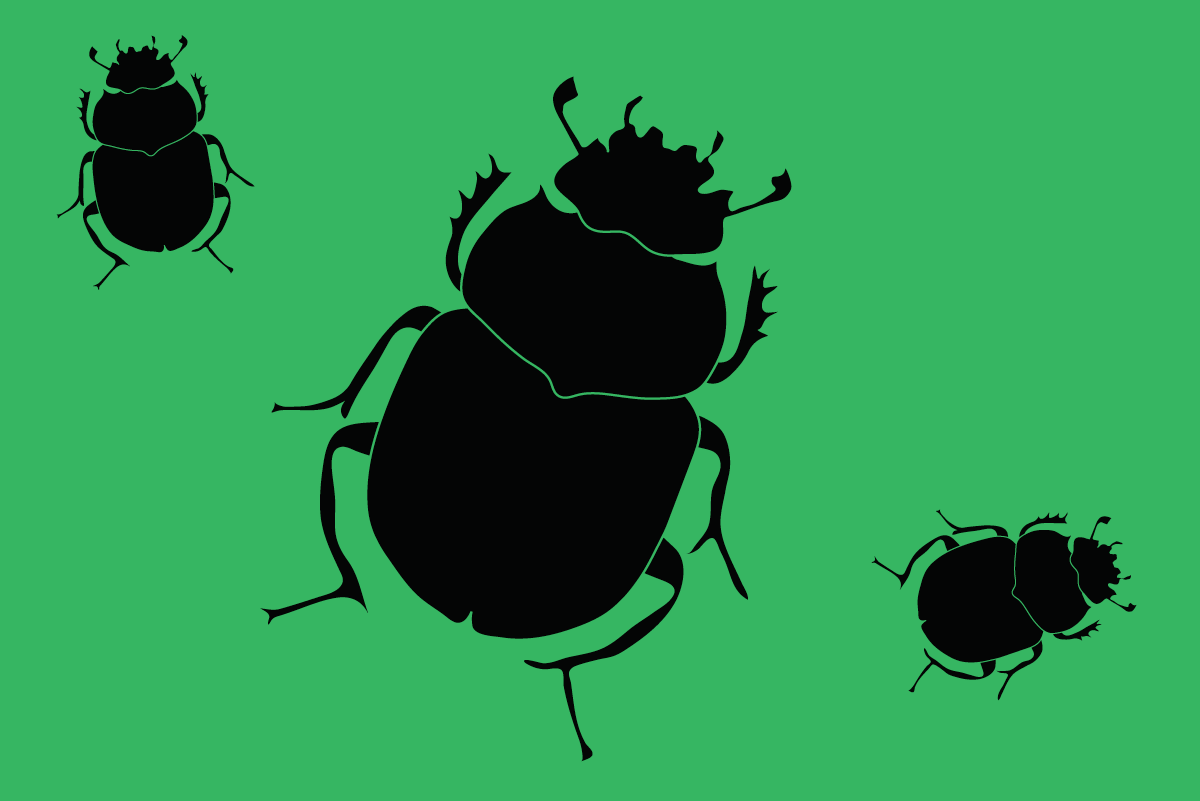 Beetles_hagerstown-pest-control