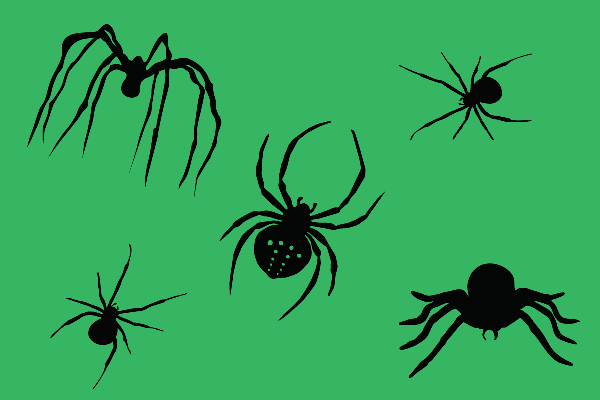 Spiders_hagerstown-pest-control